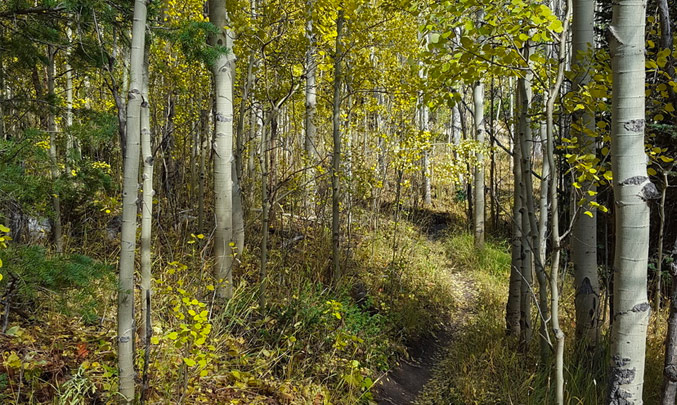 NEW DATE Sherwood Forest Trail Maintenance – October 27