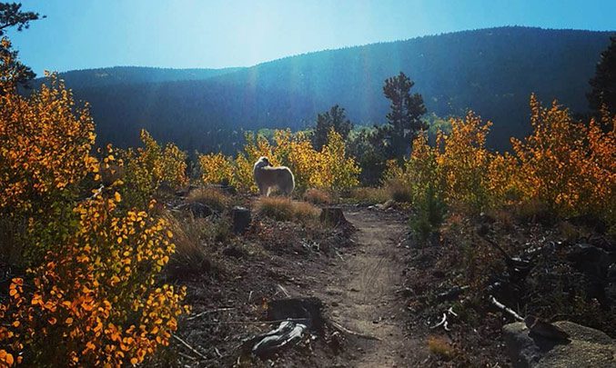 Fall Colors In Ned